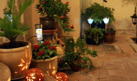 Indoor Plants