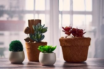 Indoor Plants